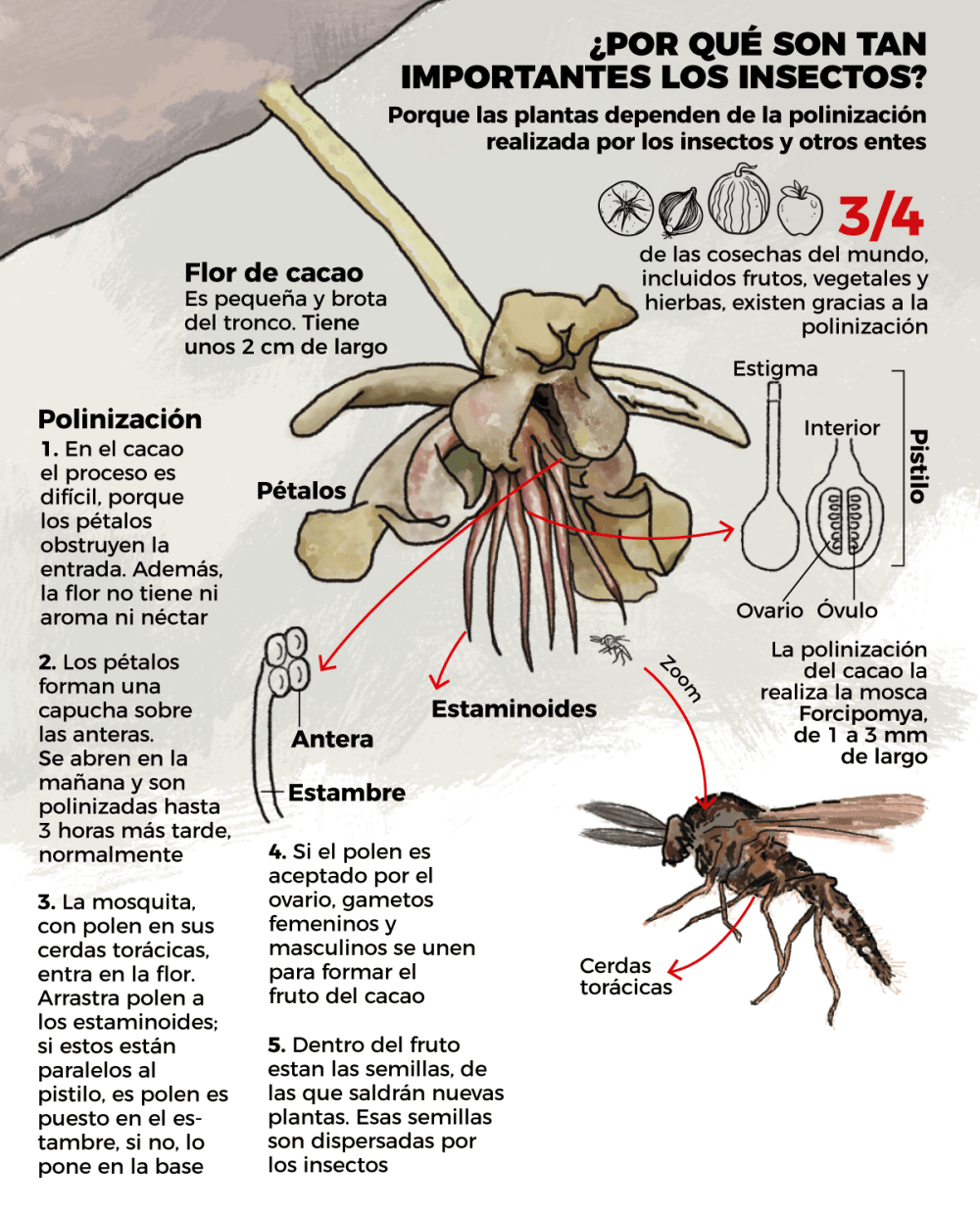 insectos-web-a.png