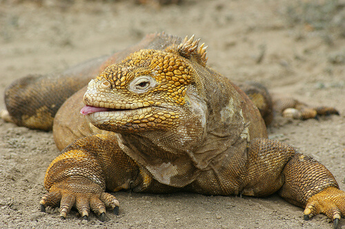 iguana.jpg